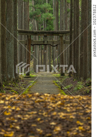 Gingko leaves falling on the torii gate and moss-covered stone steps of Kamo Shrine in the woods of Ukyo Ward, Kyoto City, Kyoto Prefecture, Japan Gingko leaves falling on the torii gate and moss-covered stone steps of Kamo Shrine in the woods of Ukyo Ward, Kyoto City, Kyoto Prefecture, Japan 102378812