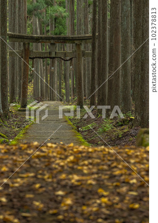 Gingko leaves falling on the torii gate and moss-covered stone steps of Kamo Shrine in the woods of Ukyo Ward, Kyoto City, Kyoto Prefecture, Japan Gingko leaves falling on the torii gate and moss-covered stone steps of Kamo Shrine in the woods of Ukyo Ward, Kyoto City, Kyoto Prefecture, Japan 102378813