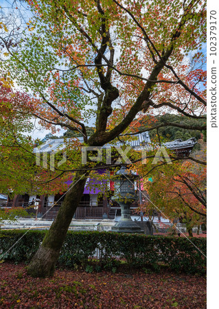 日本京都府京都市 Eikando Zenrin-ji 寺的阿彌陀堂和秋葉 日本京都府京都市 Eikando Zenrin-ji 寺的阿彌陀堂和秋葉 102379170