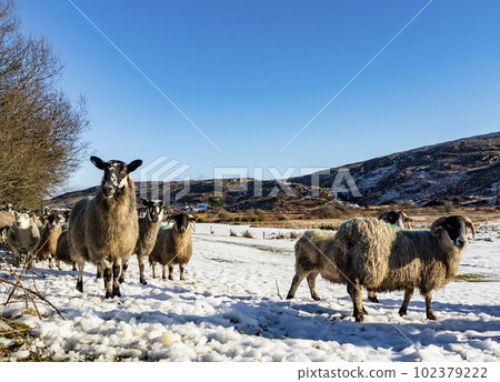 Flock of sheep at a snow covered meadow in County Donegal - Ireland Flock of sheep at a snow covered meadow in County Donegal - Ireland 102379222