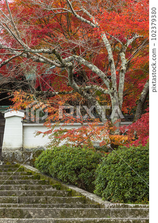 日本京都府京都市本願寺北山別院正門和秋葉 102379380