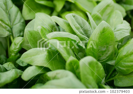 Spinach detail harvest field closeup fresh vegetable Spinacia oleracea rows growing seedlings farm in plant farming. Young leaves leaf leafy green rows, agriculture bio organic cultivation Europe Spinach detail harvest field closeup fresh vegetable Spinacia oleracea rows growing seedlings farm in plant farming. Young leaves leaf leafy green rows, agriculture bio organic cultivation Europe 102379403
