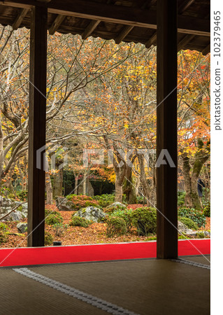 Autumn leaves of Jugyu-no-niwa seen from the main hall of Enkoji Temple in Kyoto City, Kyoto Prefecture, Japan Autumn leaves of Jugyu-no-niwa seen from the main hall of Enkoji Temple in Kyoto City, Kyoto Prefecture, Japan 102379465