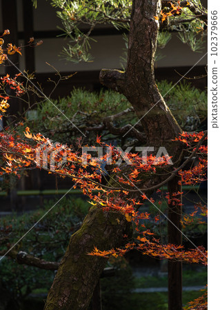 Autumn leaves in the garden of Eikando Zenrinji Temple in Kyoto City, Kyoto Prefecture, Japan Autumn leaves in the garden of Eikando Zenrinji Temple in Kyoto City, Kyoto Prefecture, Japan 102379666