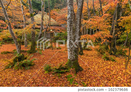 日本京都府京都市嵯峨嵐山的只王寺庭園,被雨淋濕的秋葉地毯 日本京都府京都市嵯峨嵐山的只王寺庭園,被雨淋濕的秋葉地毯 102379686