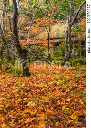日本京都府京都市嵯峨嵐山的只王寺庭園,被雨淋濕的秋葉地毯 日本京都府京都市嵯峨嵐山的只王寺庭園,被雨淋濕的秋葉地毯 102379687