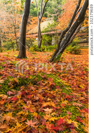 日本京都府京都市嵯峨嵐山的只王寺庭園，被雨淋濕的秋葉地毯 102379689