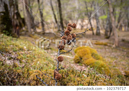 Mt. Fuji Trees in the Natural Recreational Forest of Mizugatsuka Park Mt. Fuji Trees in the Natural Recreational Forest of Mizugatsuka Park 102379717