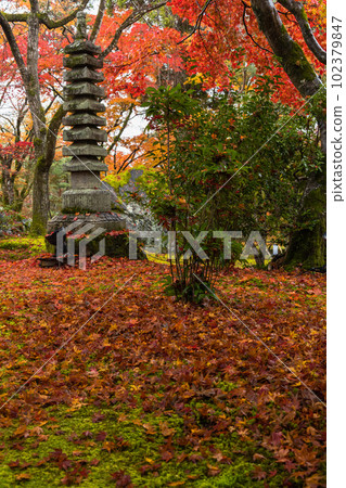 日本京都府京都市嵯峨嵐山寶嚴院花園的秋葉被雨淋濕 102379847
