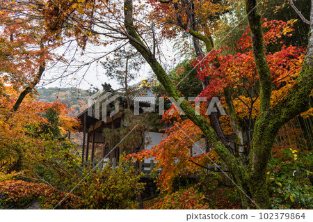 Autumn leaves wet in the rain in the garden of Hogon-in Temple in Saga-Arashiyama, Kyoto City, Kyoto Prefecture, Japan 102379864