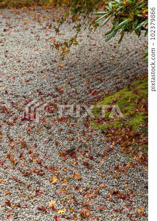 日本京都府京都市嵯峨嵐山寶嚴院花園的秋葉被雨淋濕 102379866