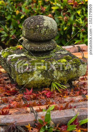 Autumn leaves wet in the rain in the garden of Hogon-in Temple in Saga-Arashiyama, Kyoto City, Kyoto Prefecture, Japan Autumn leaves wet in the rain in the garden of Hogon-in Temple in Saga-Arashiyama, Kyoto City, Kyoto Prefecture, Japan 102379909