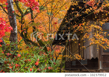 Autumn leaves wet in the rain in the garden of Hogon-in Temple in Saga-Arashiyama, Kyoto City, Kyoto Prefecture, Japan Autumn leaves wet in the rain in the garden of Hogon-in Temple in Saga-Arashiyama, Kyoto City, Kyoto Prefecture, Japan 102379912