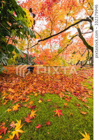 Maple tunnel of Hogon-in Temple in Saga-Arashiyama, Kyoto City, Kyoto Prefecture, Japan Autumn leaves wet with rain 102379946
