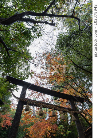 日本京都府京都市嵯峨嵐山野宮神社的鳥居和秋葉被雨淋濕 102379948