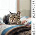 放鬆的小貓 102379968