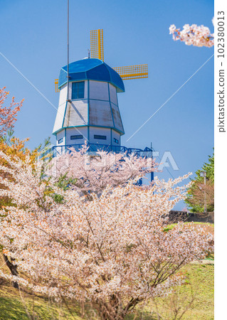 (Fukushima Prefecture) Cherry blossoms and windmills at Futatsunuma General Park, Hirono Town (Fukushima Prefecture) Cherry blossoms and windmills at Futatsunuma General Park, Hirono Town 102380013