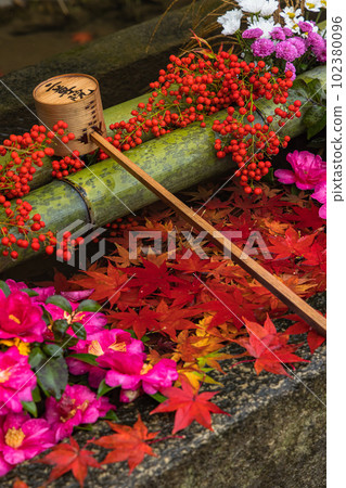 日本京都府京都市嵯峨嵐山二尊院的長壽屋和秋葉 102380096