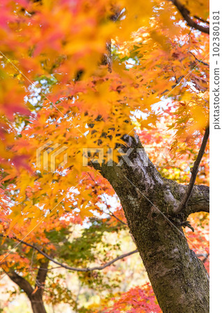 日本京都府京都市東福寺花園的秋葉 102380181