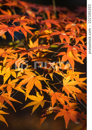 日本京都府京都市東福寺花園的秋葉 日本京都府京都市東福寺花園的秋葉 102380203