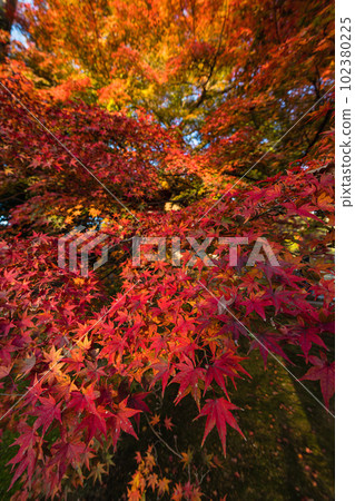 日本京都府京都市東福寺花園的秋葉 102380225