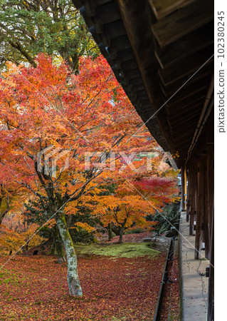 日本京都市東福寺花園的秋葉和通天橋 日本京都市東福寺花園的秋葉和通天橋 102380245