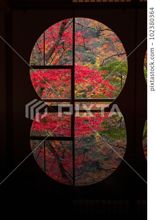 Rain-soaked autumn leaves reflected on the desk in the round window room of Yusaitei in Saga-Arashiyama, Kyoto City, Kyoto Prefecture, Japan 102380364