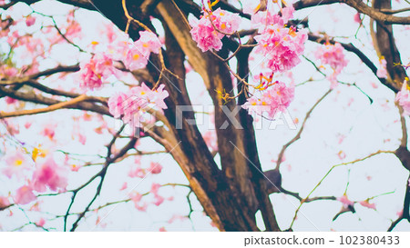 Tunnel Pink Flowers Tabebuia Rosea Blossom .Tabebuia rosea" trees in blossom 102380433