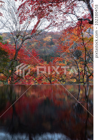 日本京都府京都市嵯峨嵐山遊採亭水鏡中倒映的秋葉 102380458