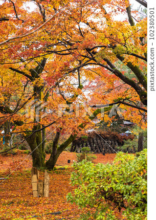 Autumn leaves wet in the rain in the garden of Hogon-in Temple in Saga-Arashiyama, Kyoto City, Kyoto Prefecture, Japan Autumn leaves wet in the rain in the garden of Hogon-in Temple in Saga-Arashiyama, Kyoto City, Kyoto Prefecture, Japan 102380501