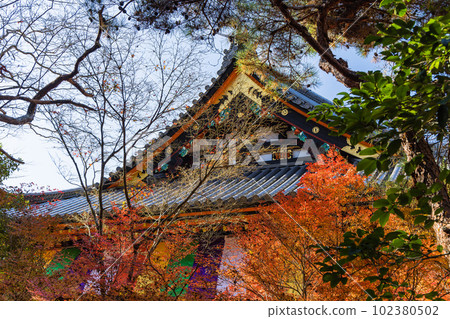 Main hall and autumn leaves of Bishamondo in Kyoto City, Kyoto Prefecture, Japan Main hall and autumn leaves of Bishamondo in Kyoto City, Kyoto Prefecture, Japan 102380502