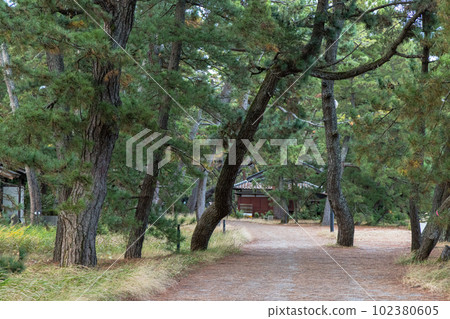 日本京都府宮津市丹後天橋立大江山國定公園 102380605