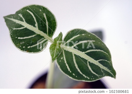 algostema biforium 102380681