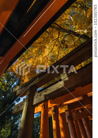日本京都府伏見區深草伏見稻荷大社的朱紅色鳥居和秋葉 102380765