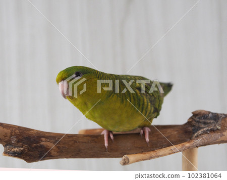 南方之夜 南方之夜 102381064