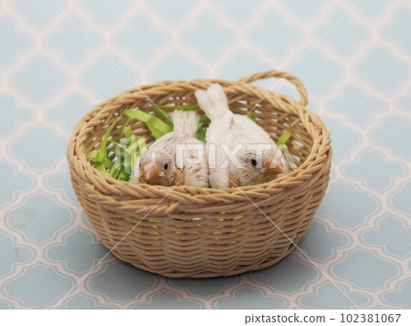 白麻雀小雞 102381067