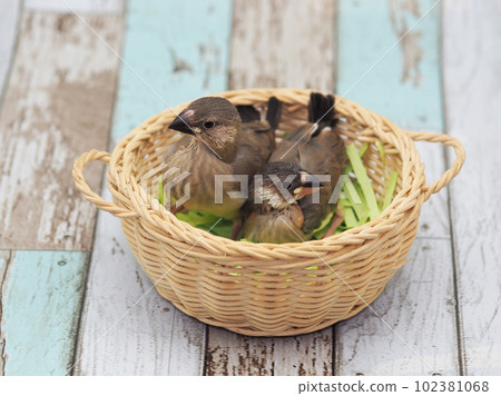 櫻花麻雀小雞 102381068