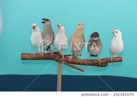 Six Java sparrow young birds 102381070