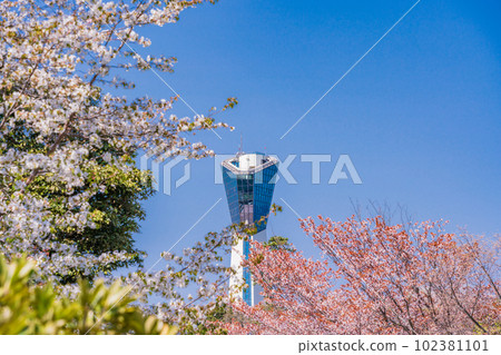 (福島縣)小名濱岬公園、磐城市磐城海洋塔被櫻花包圍 (福島縣)小名濱岬公園、磐城市磐城海洋塔被櫻花包圍 102381101