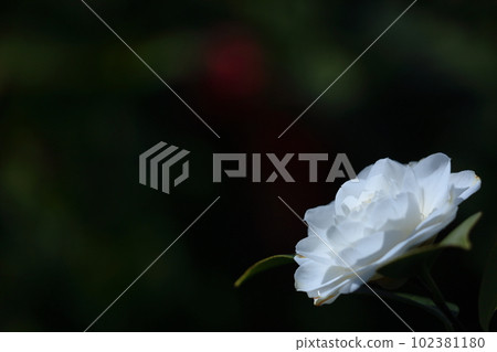 It blooms durably in the severe winter It blooms durably in the severe winter 102381180