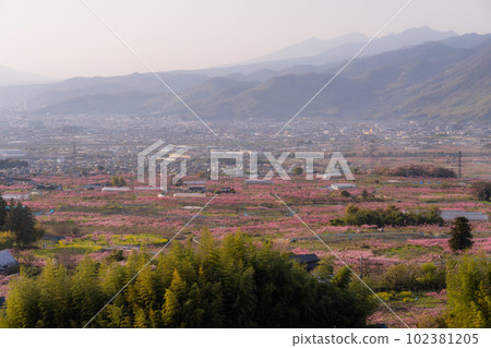 《山梨縣》桃花盛開，桃源峽甲府盆地 102381205