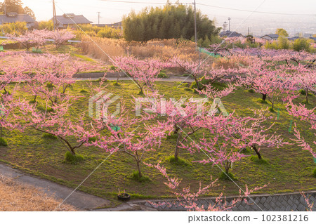 《山梨縣》桃花盛開,桃源峽甲府盆地 《山梨縣》桃花盛開,桃源峽甲府盆地 102381216