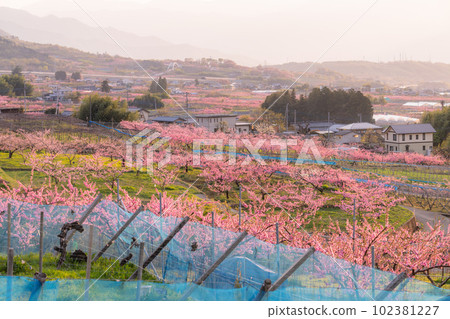 "Yamanashi Prefecture" Peach blossoms in full bloom, Kofu Basin in Togenkyo "Yamanashi Prefecture" Peach blossoms in full bloom, Kofu Basin in Togenkyo 102381227