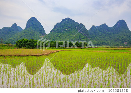 Strange peaks reflected in paddy fields in Guilin, China 102381258