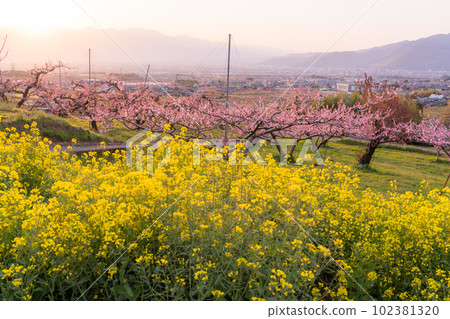 《山梨縣》桃花油菜花盛開，桃源峽甲府盆地 102381320