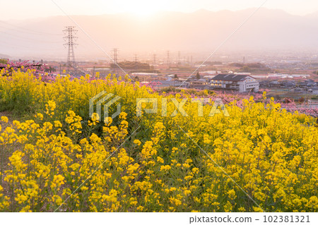 《山梨縣》桃花油菜花盛開,桃源峽甲府盆地 《山梨縣》桃花油菜花盛開,桃源峽甲府盆地 102381321