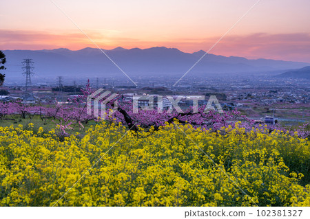 "Yamanashi Prefecture" Peach blossoms and rape blossoms in full bloom, Kofu Basin in Togenkyo "Yamanashi Prefecture" Peach blossoms and rape blossoms in full bloom, Kofu Basin in Togenkyo 102381327