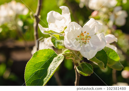 Blooming apple tree with buds. Springtime background. Flowers of apple tree, close up. Spring garden landscape. Apple blossom. Pollination concept. Beauty in nature. Pink and white flowers of tree. Blooming apple tree with buds. Springtime background. Flowers of apple tree, close up. Spring garden landscape. Apple blossom. Pollination concept. Beauty in nature. Pink and white flowers of tree. 102381480