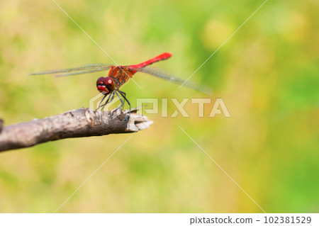 a red dragonfly sitting on the branch. 102381529