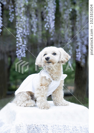 紫藤花架和 malpoo mii-chan 紫藤花架和 malpoo mii-chan 102381604